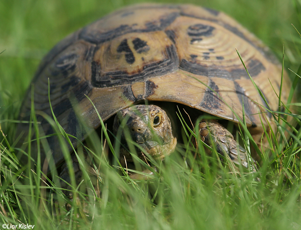  צב יבשה מצויMditerranean Spur-thighed Tortoise                         Testudo graeca        הגלבוע פברואר 2007